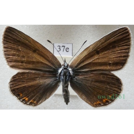 Polyommatus amandus (Schneider, 1792) female Modraszek amandus Poland37e